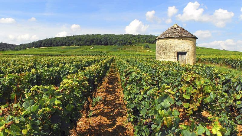 Fine Food and Wines on a Cruise through the Burgundy Region (port-to-port cruise)