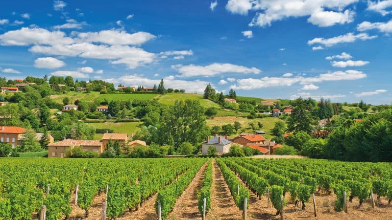 Oenological cruise: Discover the fabulous world of vines and wine (port-to-port cruise)
