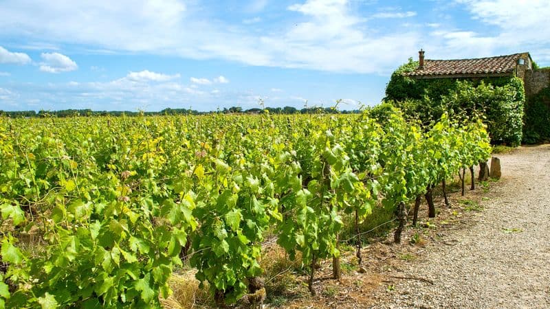 A cruise in Aquitaine : the great wines of Southern France (port-to-port cruise)
