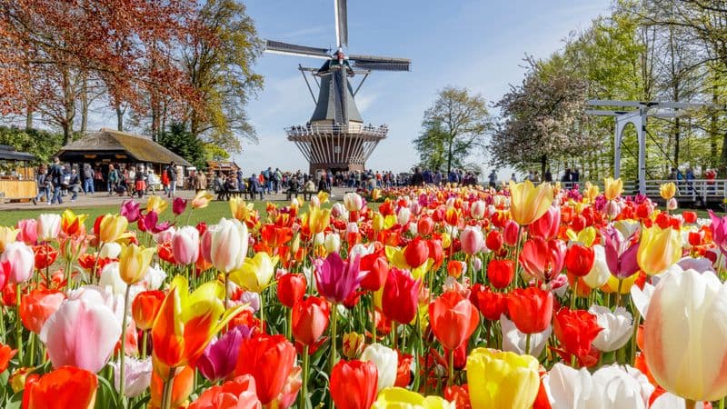 Holland and the romantic Rhine valley (port-to-port cruise)