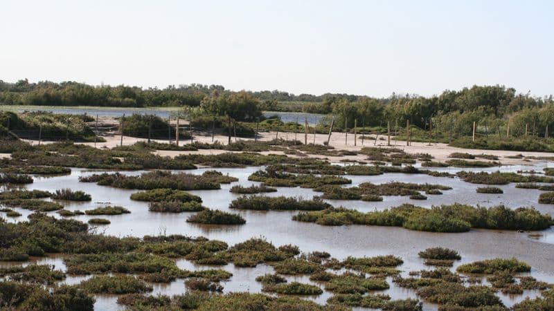 A Taste of the Mediterranean: A Cruise through the Heart of Provence and the Camargue Region (port-to-port cruise)