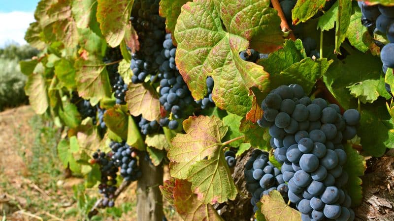 4 Rivers: The Moselle, Sarre, Romantic Rhine, and Neckar Valleys (port-to-port cruise)