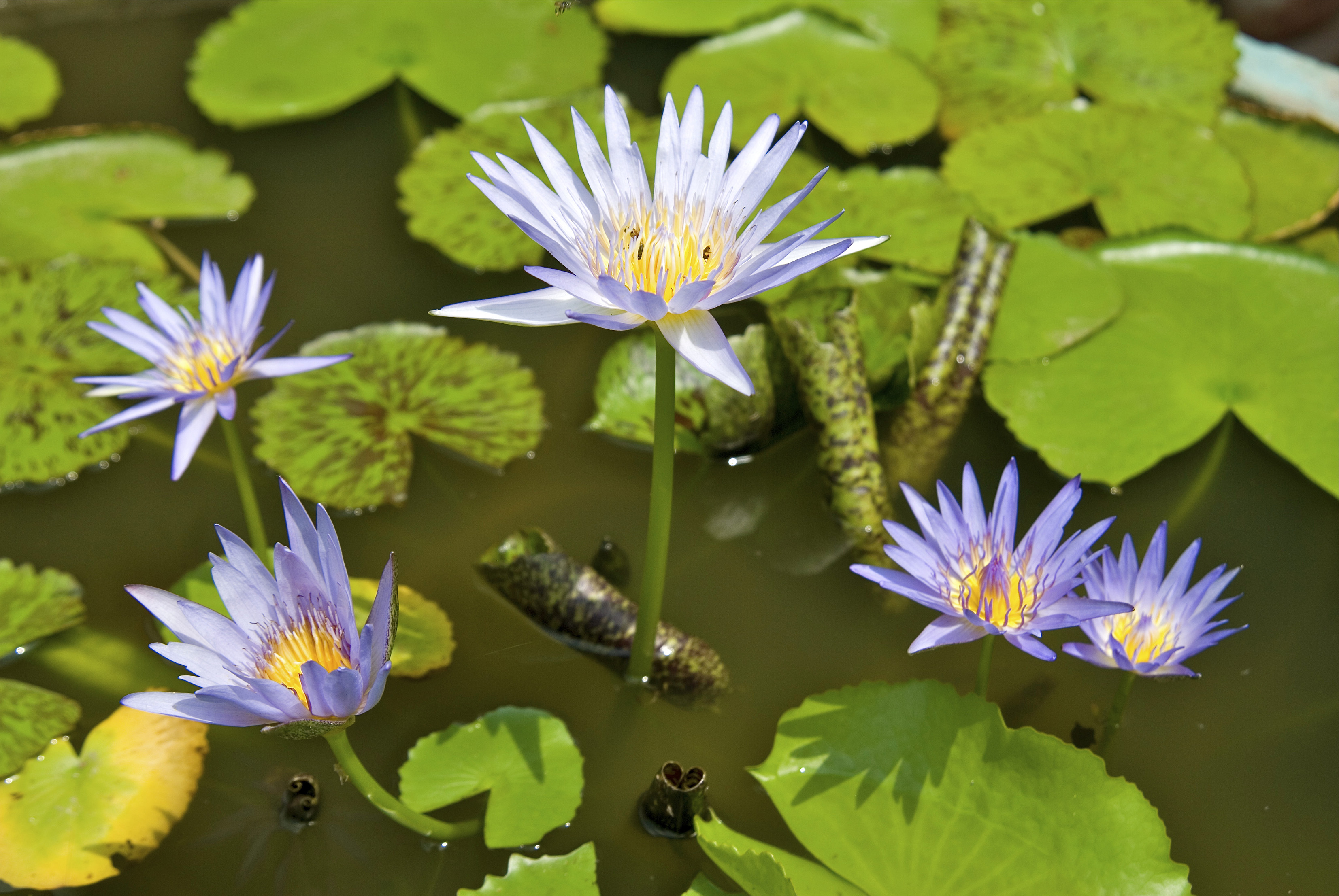 From the temples of Angkor to the Mekong Delta, experience unique and exotic end-of-year celebrations & The Imperial Cities (port-to-port cruise)