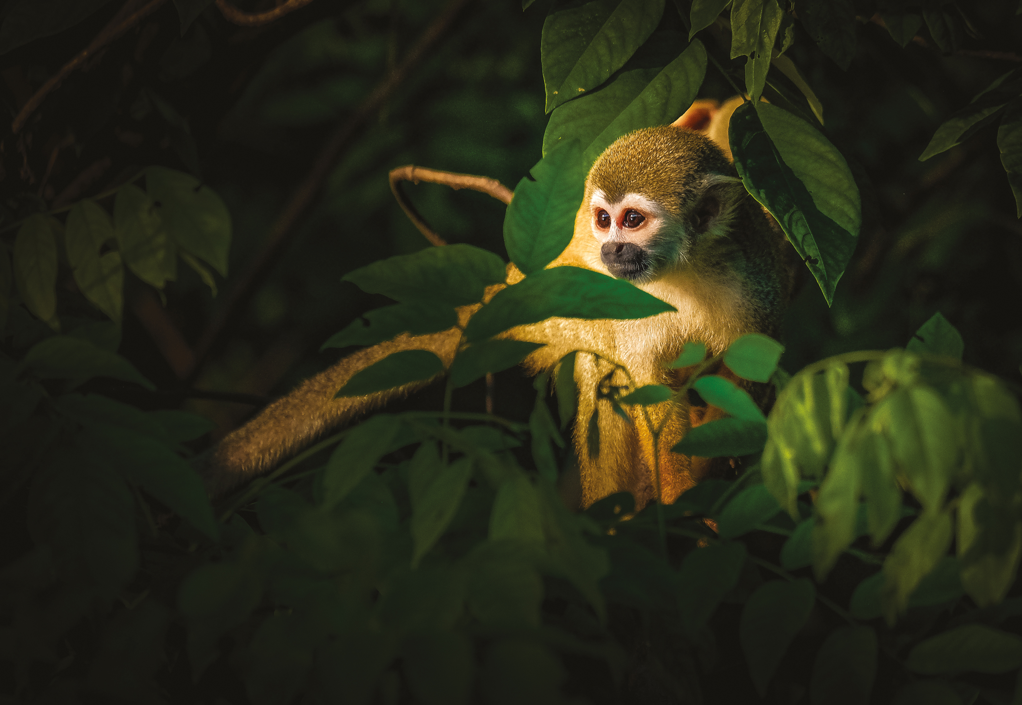 Along the Amazon and the Rio Negro, An Exclusive Cruise through Pristine and Hidden Nature (port-to-port cruise)