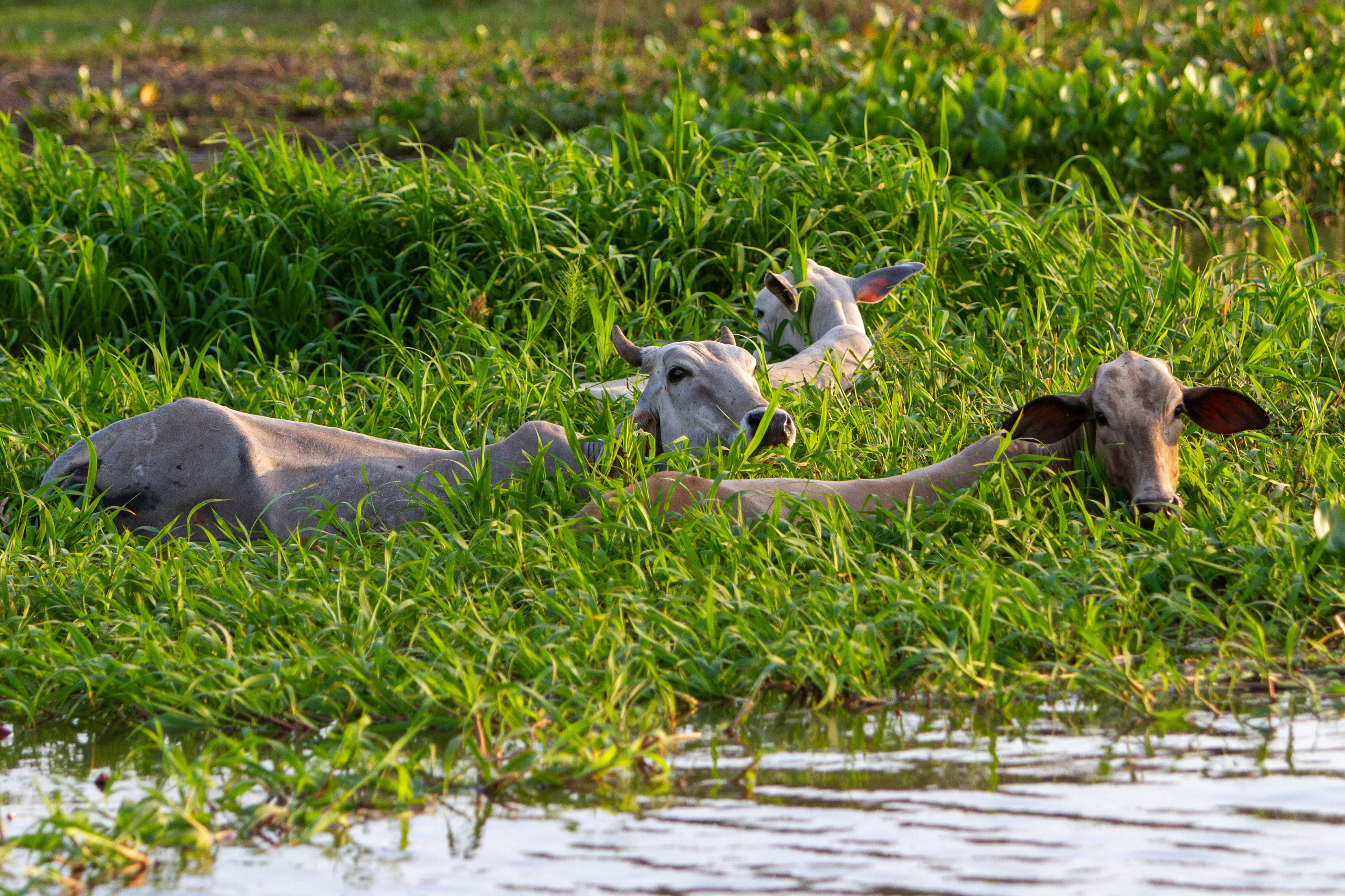 The Gentle Amazon and the Tapajós River - An enchanting and intimate cruise to the Amazon's most beautiful beaches (port-to-port cruise)