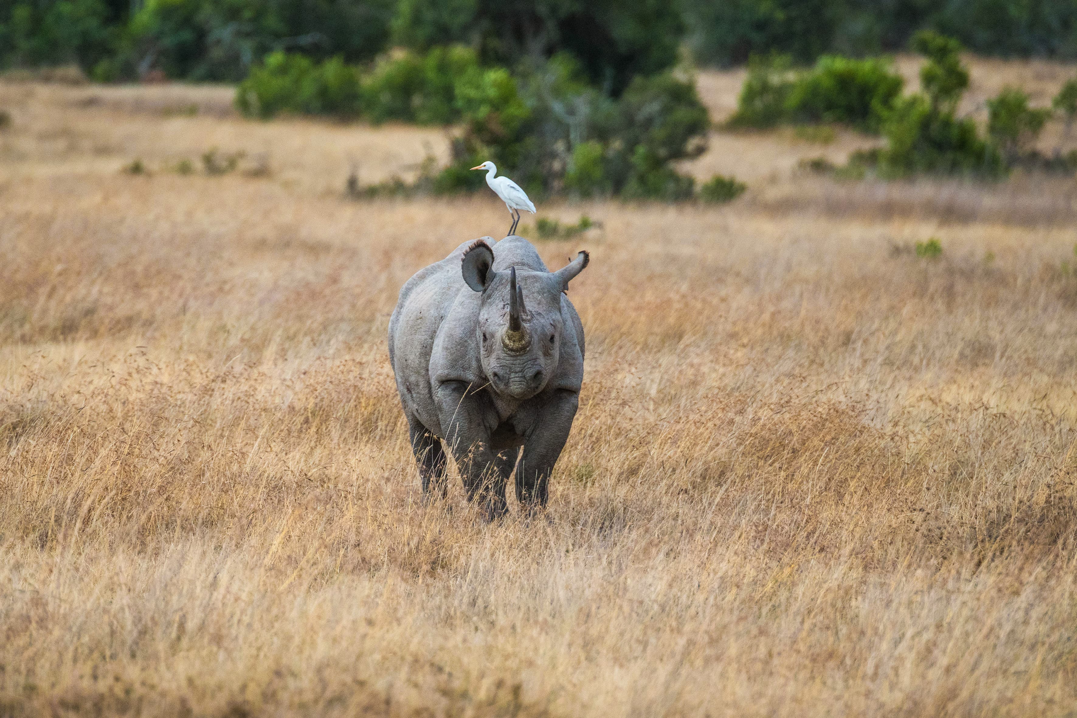 Safari Cruise along the Zambezi River - South Africa, Botswana, Namibia, Zimbabwe (port-to-port cruise)