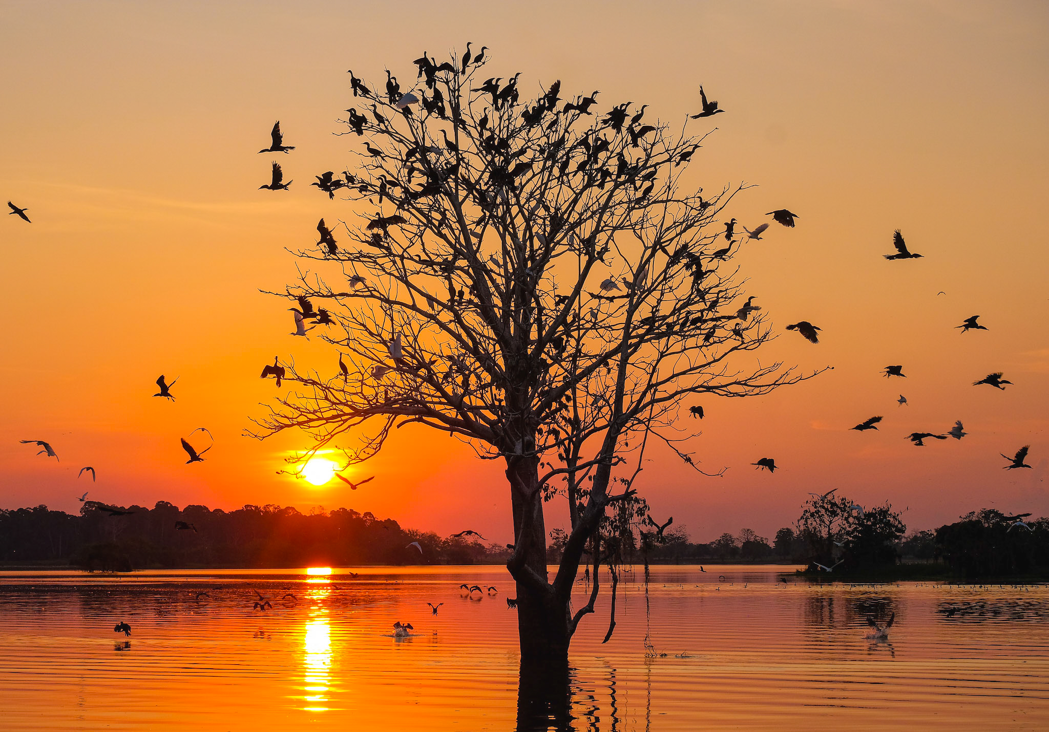 Along the Amazon and the Rio Negro - An Exclusive Cruise through Pristine and Hidden Nature - Rio, vibrant and timeless, and an exceptional stay at Iguazu Falls (port-to-port cruise)