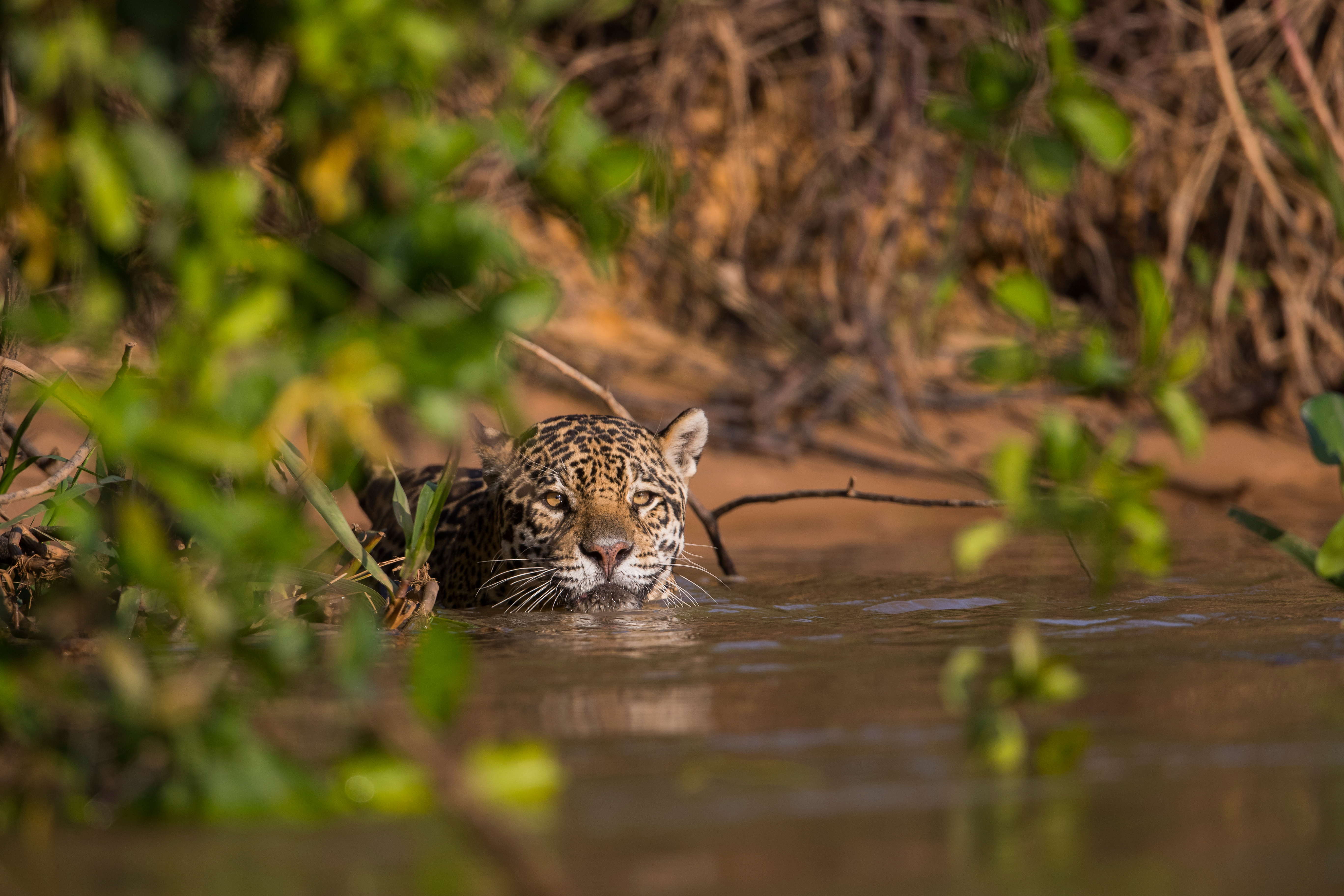 Cruise into the Heart of Primal Amazonia - An exploration at the edge of the jungle, between Brazil and Colombia (port-to-port cruise)