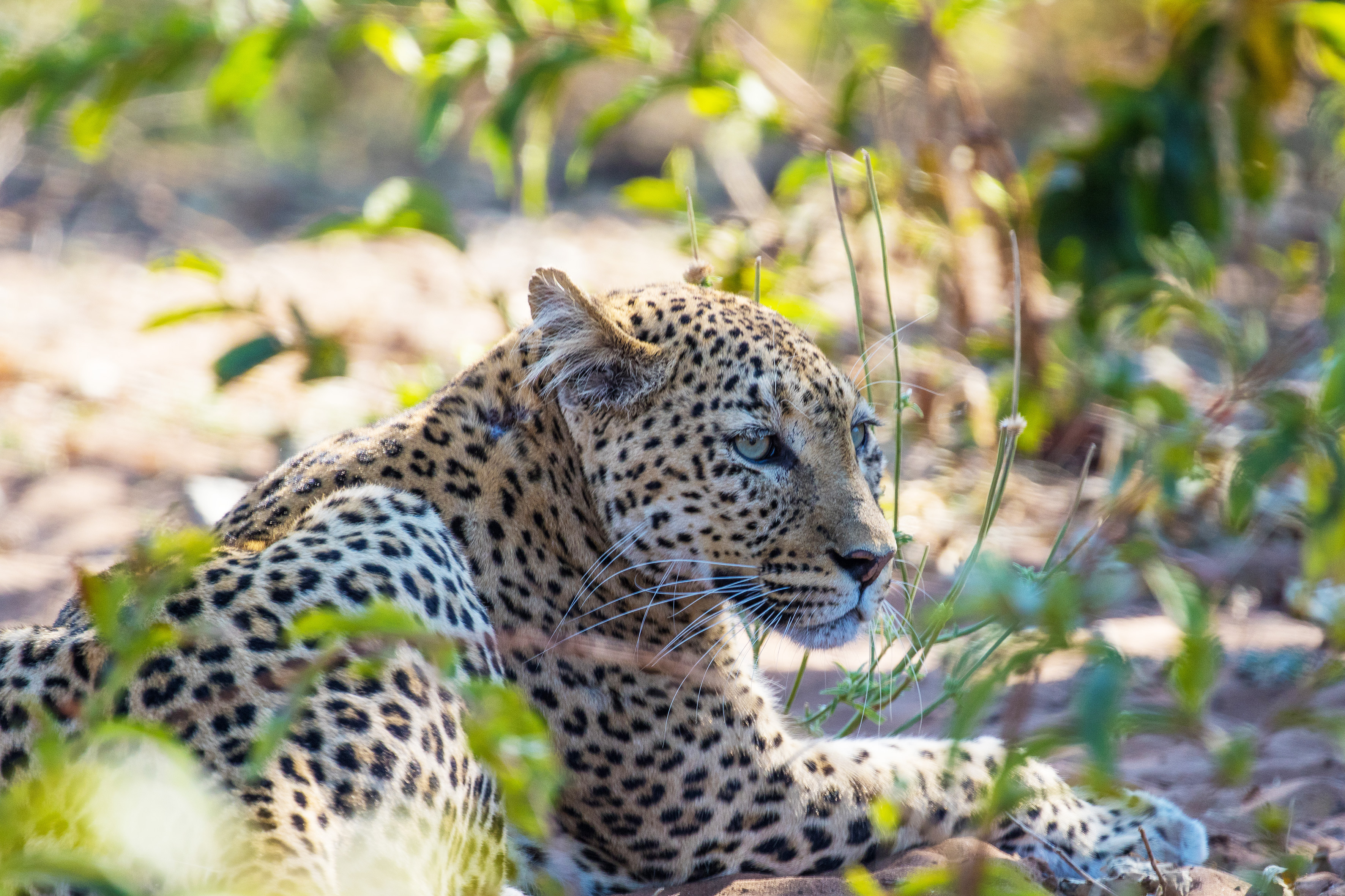 Safari Cruise along the Zambezi River - South Africa, Botswana, Namibia, Zimbabwe (port-to-port cruise)