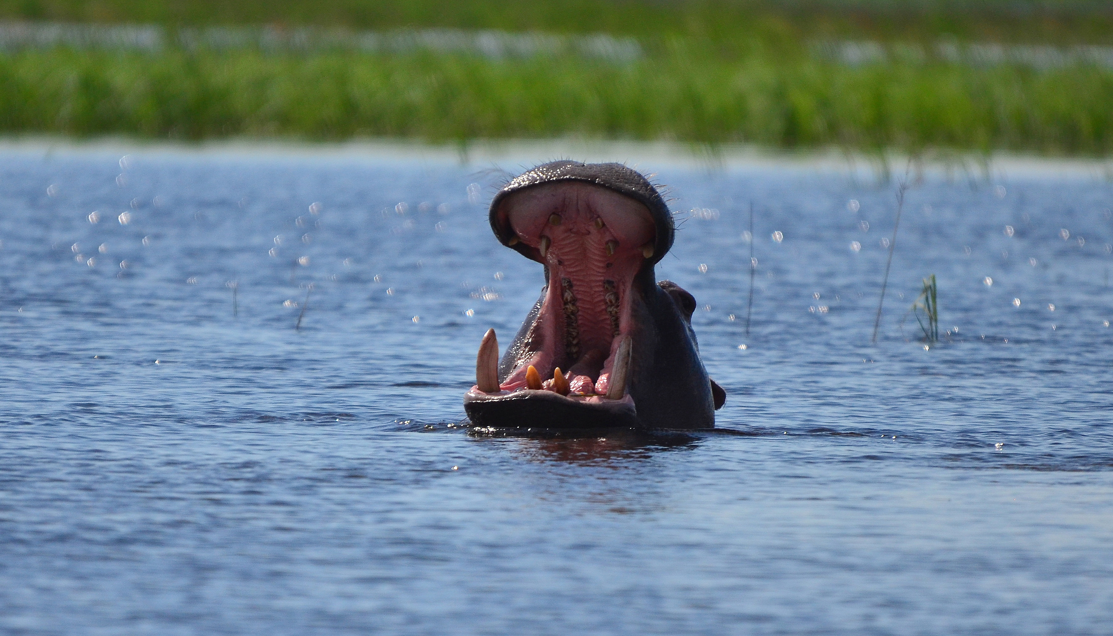 Safari Cruise along the Zambezi River - South Africa, Botswana, Namibia, Zimbabwe (port-to-port cruise)