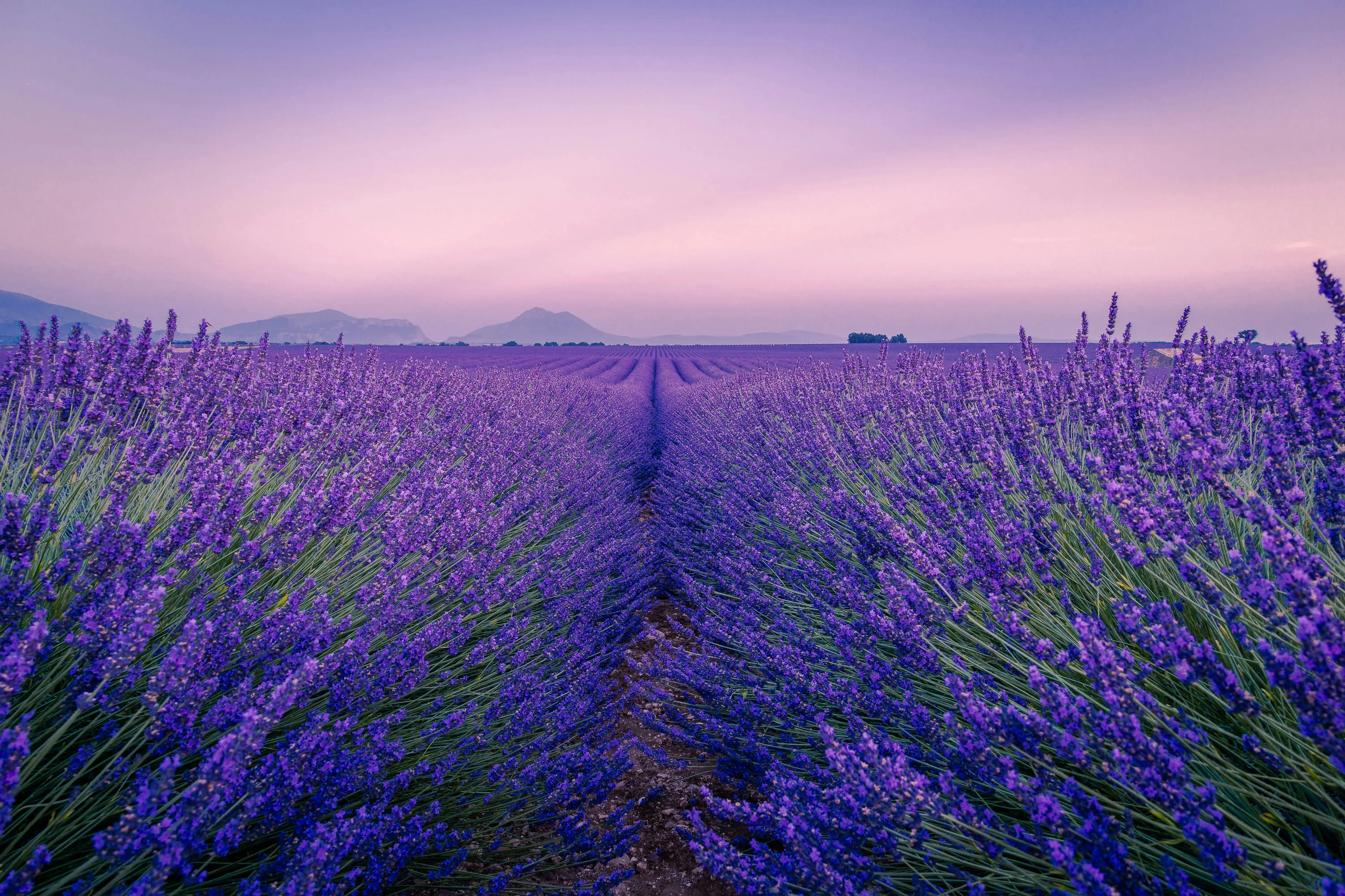 Provence’s Lavender Fields, Provence