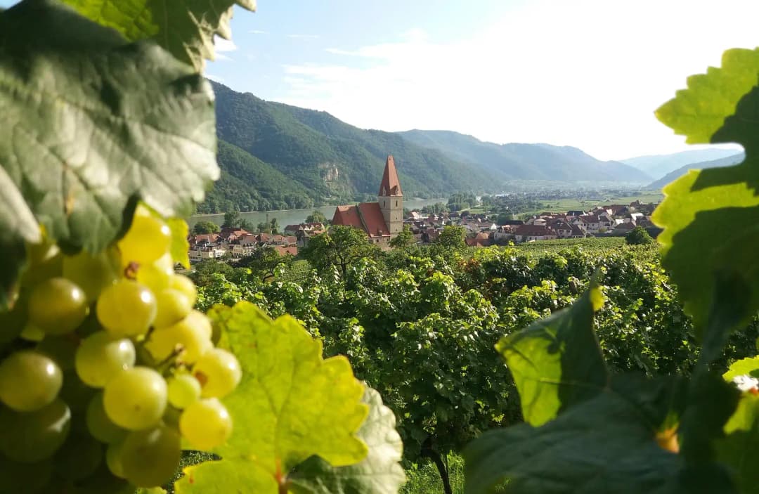 Wachau Valley Wine Tasting