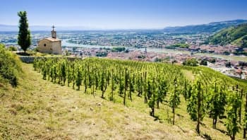 Oenological cruise: Discover the fabulous world of vines and wine (port-to-port cruise)
