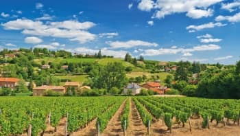 Oenological cruise: Discover the fabulous world of vines and wine (port-to-port cruise)